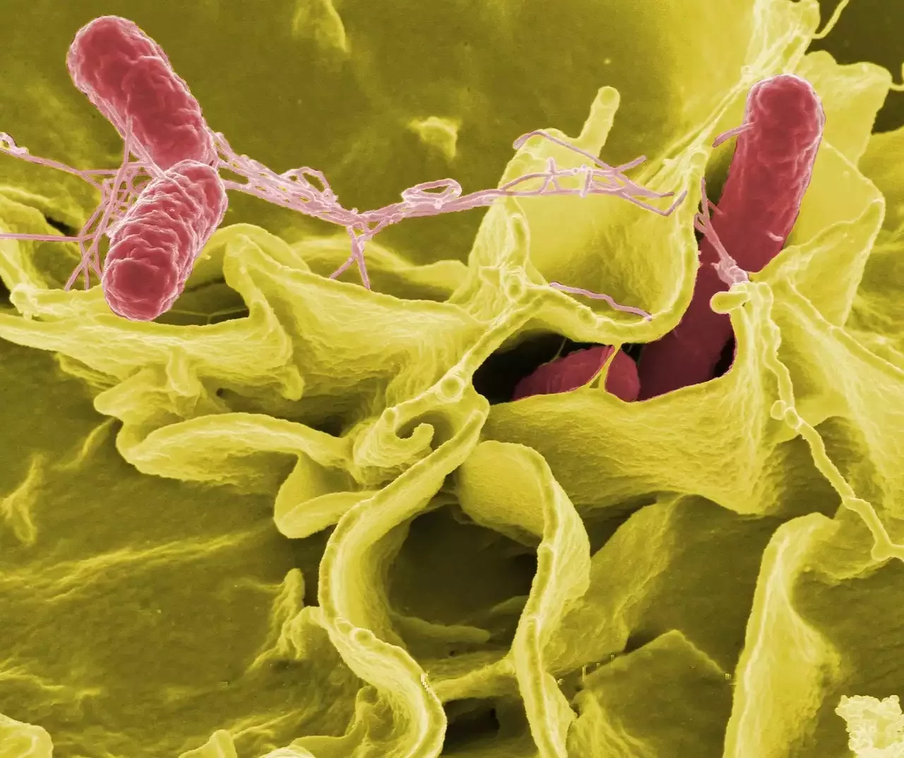 The Science Behind mRNA Vaccines: A Closer Look